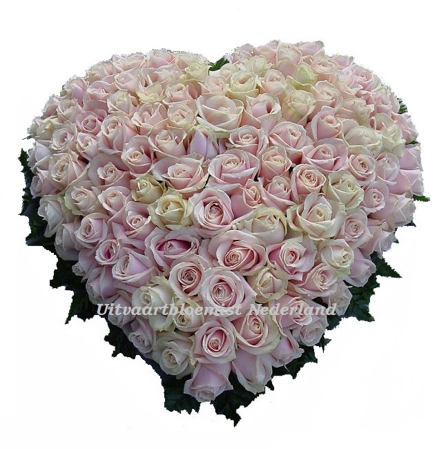 Rouwhart roze rozen excellent ( UB 608 ) 